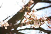 桜の伐採費用を解説！大きくなりすぎた桜は対処しなければ危険！