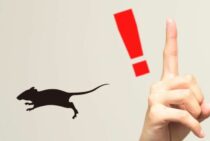 ネズミを捕まえる方法と注意点を解説！特徴を知って捕獲機を使おう