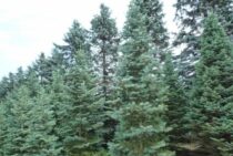 コニファーが大きくなりすぎたときの伐採方法をご紹介！伐根もしよう