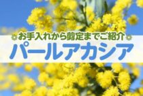 パールアカシアを育てるためには？お手入れから剪定まで一挙にご紹介