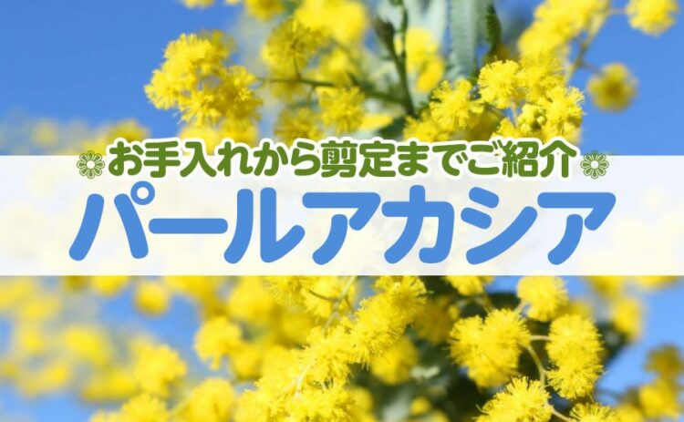 生活・パールアカシアを育てるためには？お手入れから剪定まで一挙にご紹介