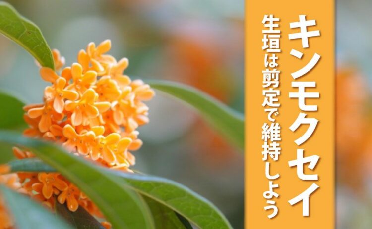 生活・キンモクセイの生垣は剪定で維持しよう。放っておくと下がスカスカに (2)