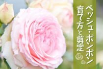 ペッシュ・ボンボンを育てたいかた必見！育て方から剪定まで徹底解説