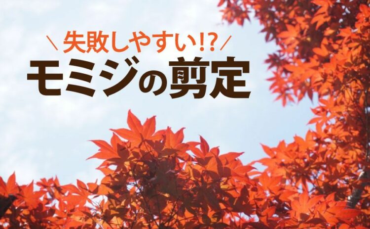 もみじの剪定は失敗しやすい！？原因やおすすめ剪定方法をご紹介！