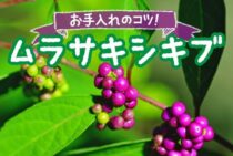 ムラサキシキブの剪定方法と育て方のポイントなどをズバリ解説！