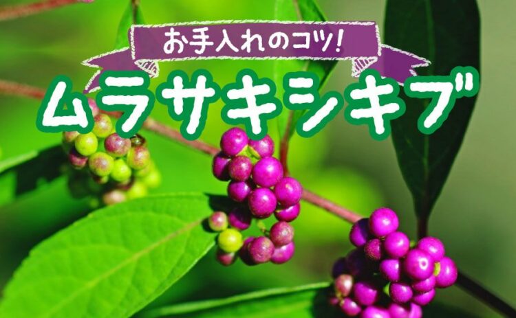 ムラサキシキブの剪定方法！育て方やお手入れのコツをまとめて解説