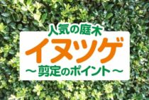 イヌツゲは剪定で大変身！？いろいろなかたちに整えて楽しめる庭木