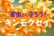 キンモクセイを害虫から守ろう！日ごろの手入れや剪定が大切です