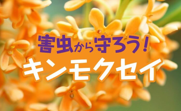 生活・キンモクセイを害虫から守ろう！日ごろの手入れや剪定が大切です