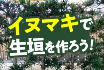イヌマキで生垣を作ろう！おすすめの作り方やコツをまとめて解説！