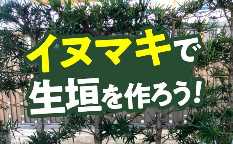 イヌマキで生垣を作ろう！おすすめの作り方やコツをまとめて解説！