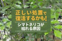 シマトネリコが枯れる！？考えられる原因と対策法をご紹介します！