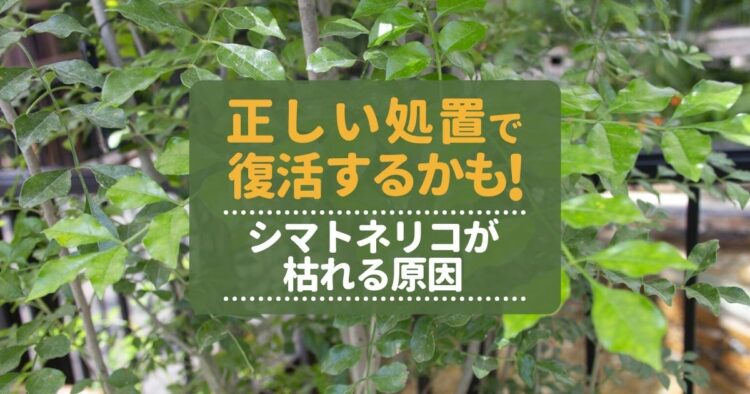 シマトネリコが枯れる！？考えられる原因と対策法をご紹介します！