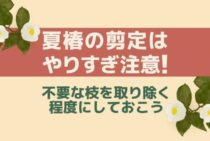 夏椿（ナツツバキ）の剪定方法！キレイな花を咲かせる基本のお手入れ