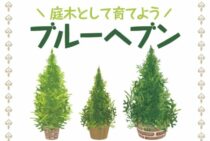青い葉をもつブルーヘブンを庭木として育てる方法！剪定の仕方も紹介