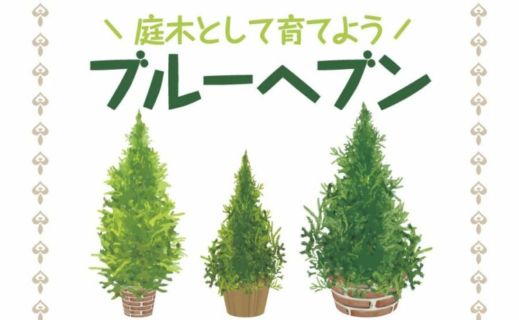 青い葉をもつブルーヘブンを庭木として育てる方法！剪定の仕方も紹介