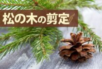 松の木の剪定は失敗しやすい？手入れのコツや手順、確認するポイント
