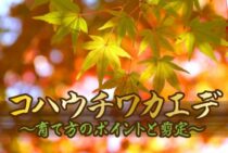 コハウチワカエデの育て方のポイントとは？剪定時に気をつけること