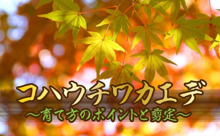 コハウチワカエデの育て方のポイントとは？剪定時に気をつけること