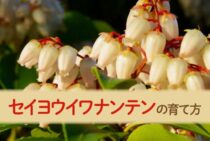 セイヨウイワナンテンを育ててみたい！育て方や注意点など紹介します