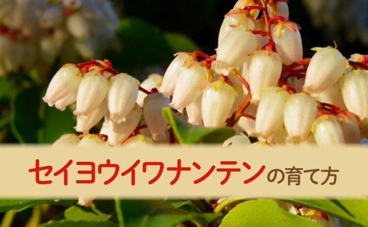 セイヨウイワナンテンを育ててみたい！育て方や注意点など紹介します