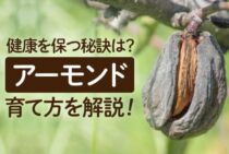 アーモンドの育て方を解説！こまめな剪定が健康を保つための秘訣
