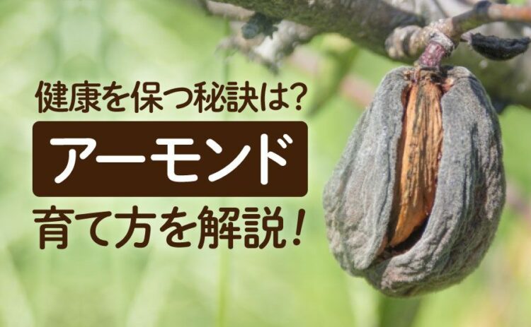 生活・アーモンドの育て方を解説！こまめな剪定が健康を保つための秘訣