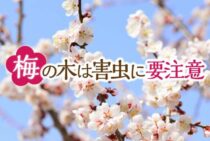 梅の木は害虫に要注意！枯らさないためにできることを知っておこう！