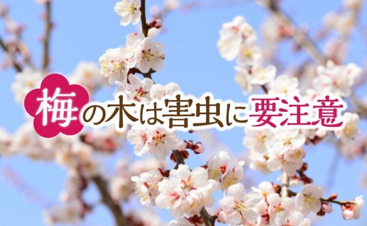 生活・梅の木は害虫に要注意！枯らさないためにできることを知っておこう！