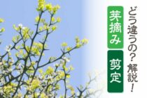 芽摘みってどうやるの？剪定との違いや頂芽優勢についてもご紹介！