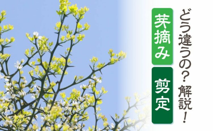 生活・芽摘みってどうやるの？剪定との違いや頂芽優勢についてもご紹介！