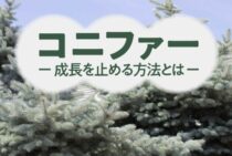コニファーの成長を止める方法を知ろう！剪定で木を理想の形に！