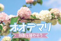 オオデマリは剪定で花付きがよくなる！剪定に適した時期と方法を解説