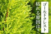 ゴールドクレストが枯れる原因と5つの対策｜内側が茶色くなるのを防いで緑を保つ育て方