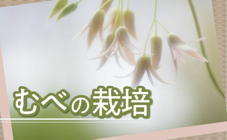 生活・むべの栽培をしてみよう！正しい育て方から剪定方法について