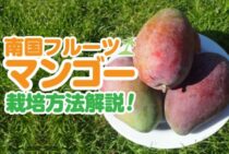 南国フルーツのマンゴーを栽培しよう！おいしい果実を実らせるコツ