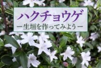ハクチョウゲは初心者におすすめ！株を増やして生垣を作ってみよう！