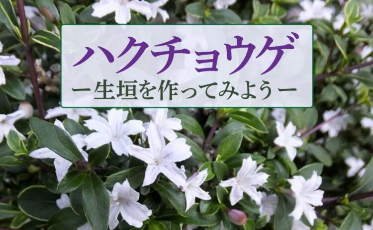 ハクチョウゲは初心者におすすめ！株を増やして生垣を作ってみよう！