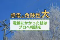 電線に枝がかかっているときの対処法を解説！まずは電力会社に連絡