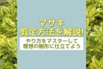 マサキは剪定しないと枯れてしまうかも！剪定する時期や方法をご紹介！
