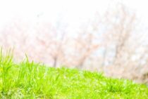 芝張りの時期は春か秋がおすすめ！その理由と芝生の張り方を徹底解説