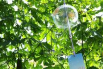 ネズミを夏に駆除してはいけない理由とは？駆除をするならこの季節！