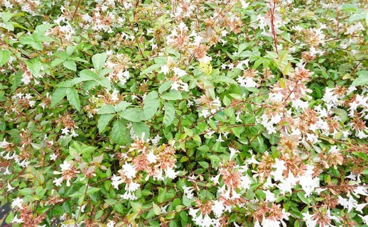 アベリアで生垣を作ってみよう！植え方や剪定のコツをご紹介します