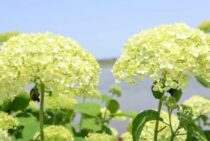 アメリカノリノキの特徴をご紹介！代表的な品種の育て方も解説します！