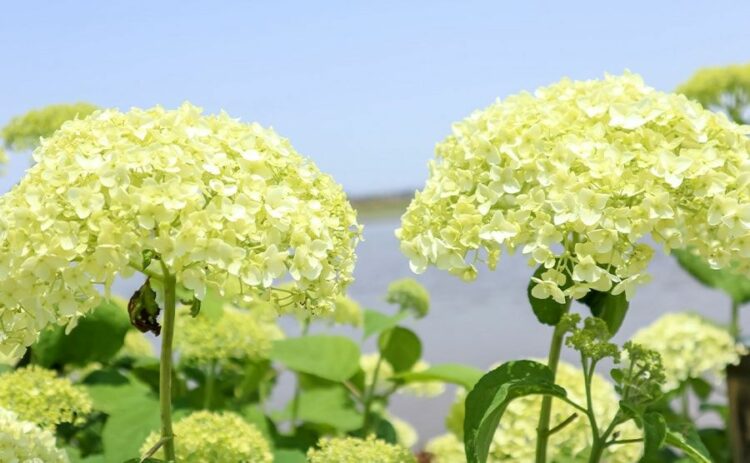 アメリカノリノキの特徴をご紹介！代表的な品種の育て方も解説します！