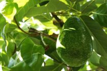 アボカドを剪定して病気や害虫から守ろう！正しい剪定方法について