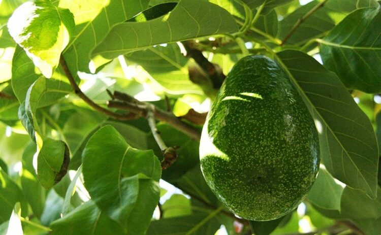 アボカドの剪定方法を伝授！病気や害虫について知ることも重要です