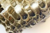 岐阜の蜂の巣駆除・スズメバチ駆除のおすすめ業者3選。11,000円～