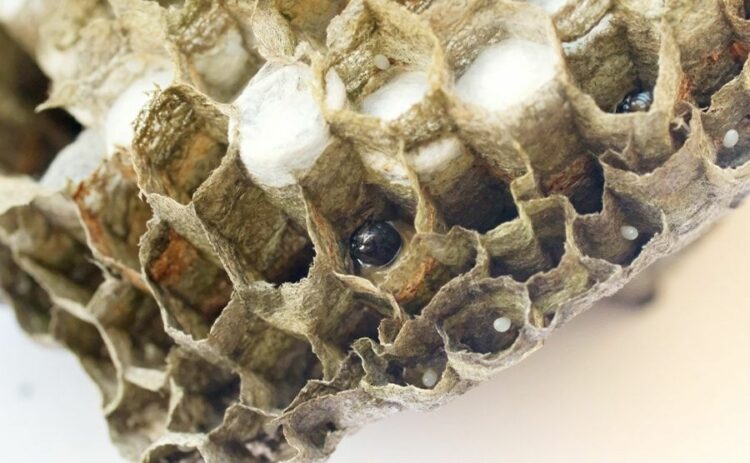 ハチ駆除　岐阜