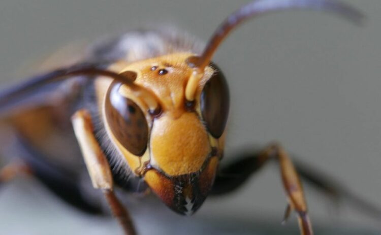 函館の蜂の巣駆除業者おすすめ3選！最安値5,000円～